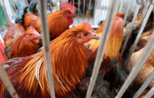 香港暫停從法國 英國 德國和韓國部分地區進口禽肉及禽類產品